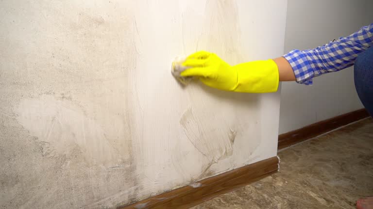 Best Mold Damage Restoration  in Saddlebrooke, AZ